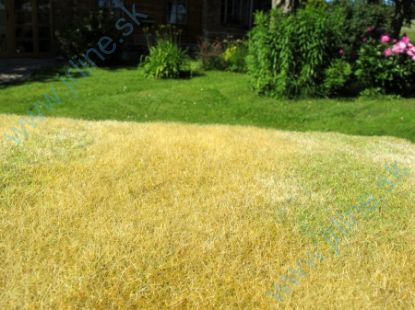 Obrázok pre 44/F023 Nesečená louka pozdní léto