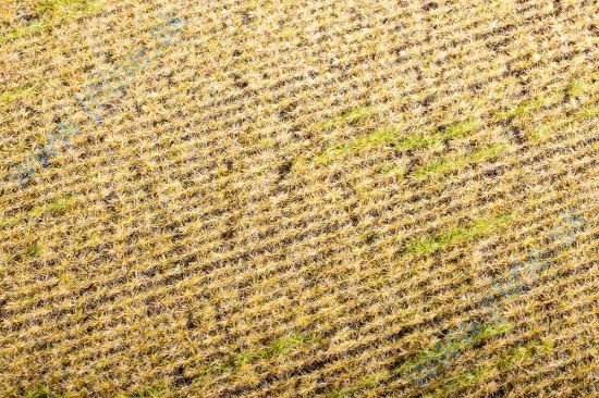 Obrázok pre 44/F403 Strniště * 18x28cm