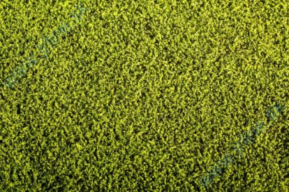 Obrázok pre 44/F440 Vojtěška