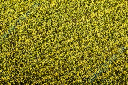 Obrázok pre 44/F450 Řepka kvetoucí