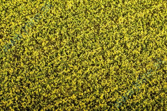 Obrázok pre 44/F450 Řepka kvetoucí * 18x28cm