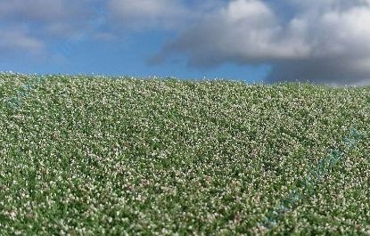 Obrázok pre 44/F460 Makové pole kvetoucí