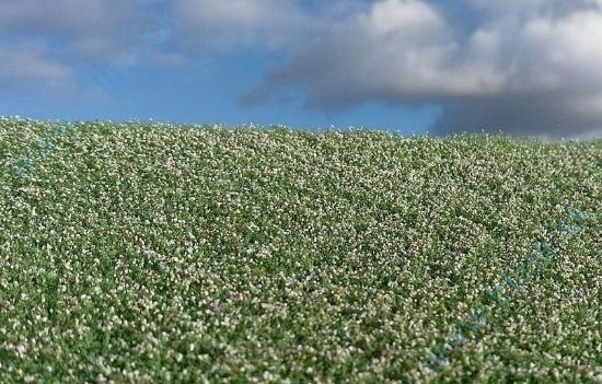 Obrázok pre 44/F460 Makové pole kvetoucí * 18x28cm