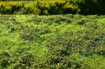 Obrázok pre 44/F501 Křoviny nízké jarní