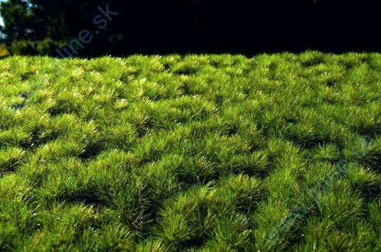 Obrázok pre 44/F513 Drny světlé * 18x28cm