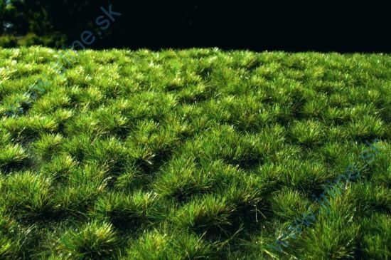 Obrázok pre 44/F514 Drny střední * 18x28cm