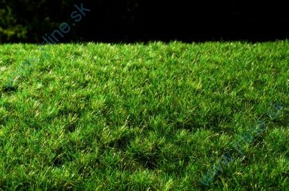 Obrázok pre 44/F515 Drny tmavé