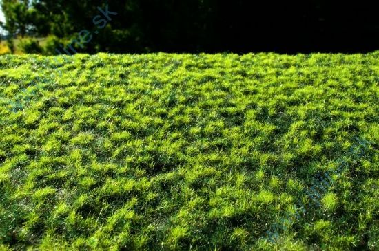 Obrázok pre 44/F518 Drny malé směs