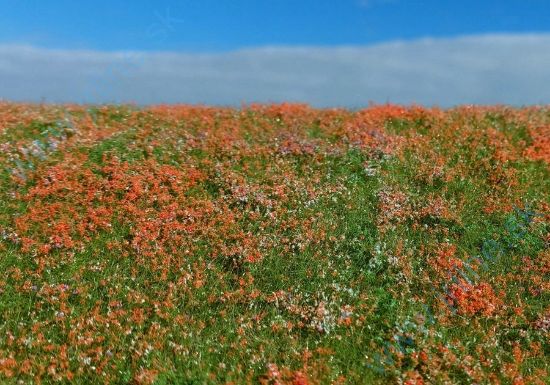 Obrázok pre 44/F565 Kvetoucí louka - vlčí máky