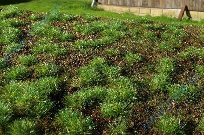 Obrázok pre 44/F600 Lesní základ - hustý les