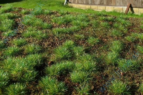 Obrázok pre 44/F600 Lesní základ - hustý les