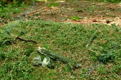 Obrázok pre 44/F602 Lesní podrosty - časné léto