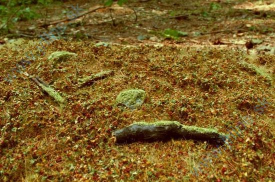 Obrázok pre 44/F603 Lesní podrosty - pozdní léto