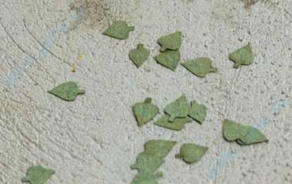 Obrázok pre 44/L3-004 Bříza - zelená