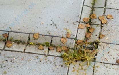 Obrázok pre 44/L3-103 Lípa - extra barvy, podzim