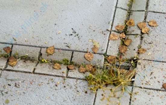 Obrázok pre 44/L3-103 Lípa - extra barvy, podzim