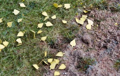 Obrázok pre 44/L3-204 Bříza - suché listí