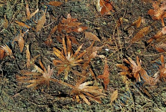 Obrázok pre 44/L3-310 Jungle směs suchá 1:35