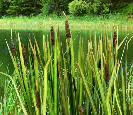 Obrázok pre 44/VG3-008 Orobinec 1:35