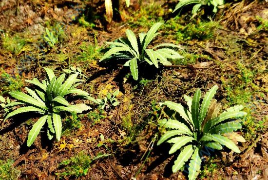 Obrázok pre 44/VG3-035 Asijská kapradina (1:35 / 1:48