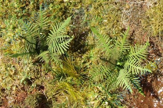 Obrázok pre 44/VGN-001 Kapradí N