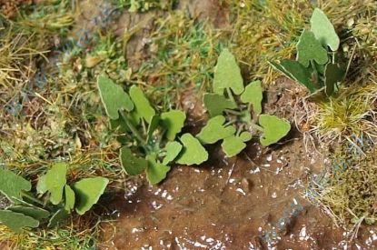 Obrázok pre 44/VGN-002 Lopuchy N