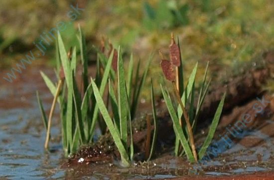 Obrázok pre 44/VGN-008 Orobinec N