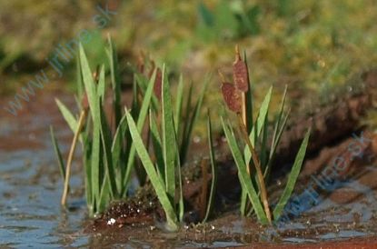 Obrázok pre 44/VGT-008 Orobinec TT