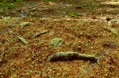 Obrázok pre 44/F603-S Lesní podrosty - pozdní léto -