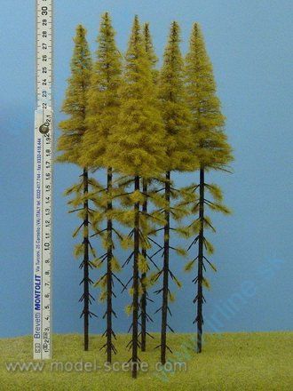 Obrázok pre 44/MK304 Modřín podzimní, vysoký kmen 2